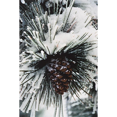 ReProduct Pine Cone Card