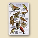 Forest SongCard