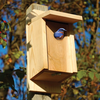Bluebird Joy Box