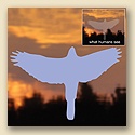 Window Decals  - Hawk