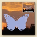Window Decals - Butterfly