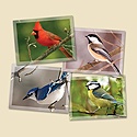 Feathered Friends Mini Card Assortment Pack