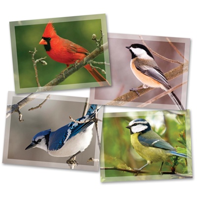 Feathered Friends Mini Card Assortment Pack