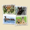 Animal Babies Mini Card Assortment Pack