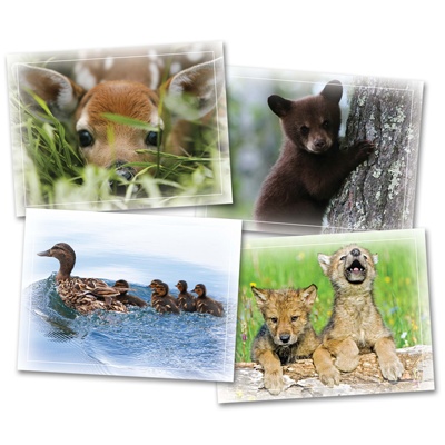 Animal Babies Mini Card Assortment Pack