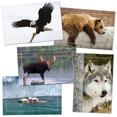 Nature's Wonder All-Occasion Assortment Pack