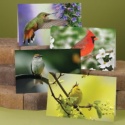 Bright Songbird Blank Assortment Pack