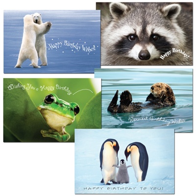 Cute Critters Birthday Assortment Pack