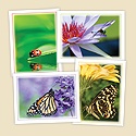 Delicate Creatures Assortment Pack
