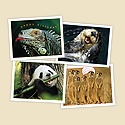 Playful Pals Assortment Pack
