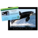 Adopt an Orca - $20