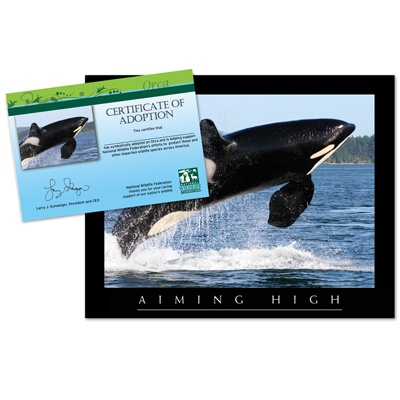 Adopt an Orca - $20