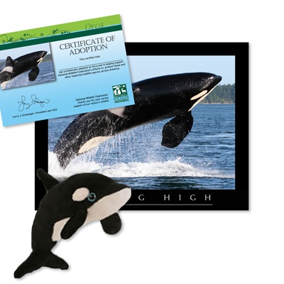 Adopt an Orca - $30