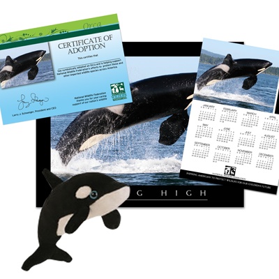 Adopt an Orca - $50