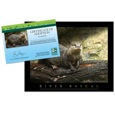 Adopt a River Otter - $20