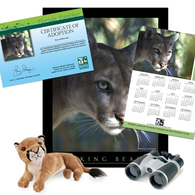 Adopt a Florida Panther - $100