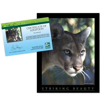 Adopt a Florida Panther - $20