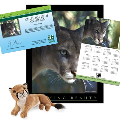 Adopt a Florida Panther - $50