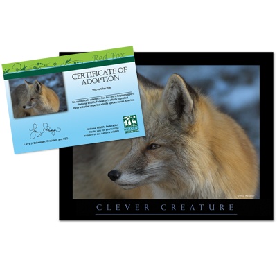 Adopt a Red Fox - $20