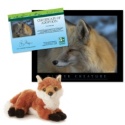 Adopt a Red Fox