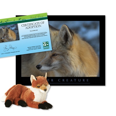 Adopt a Red Fox - $30