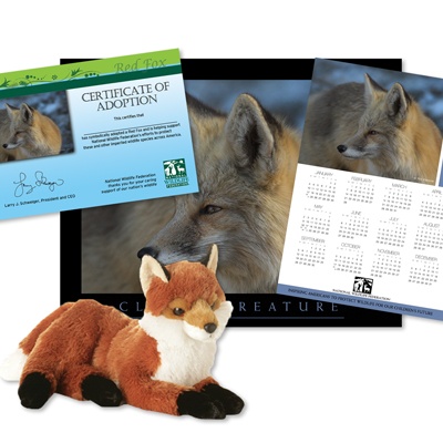 Adopt a Red Fox - $50