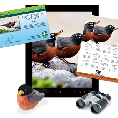 Adopt an American Robin - $100