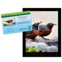 Adopt an American Robin