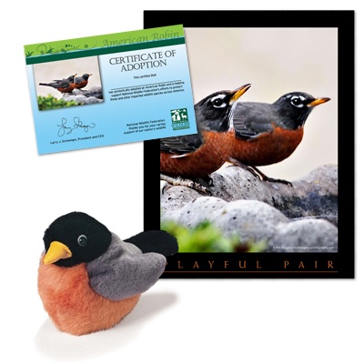 Adopt an American Robin - $30