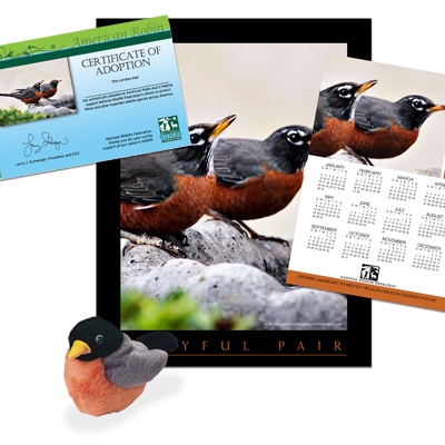 Adopt an American Robin - $50