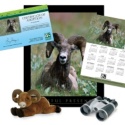 Adopt a Bighorn Sheep