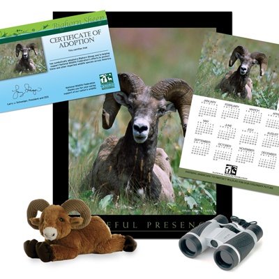 Adopt a Bighorn Sheep - $100