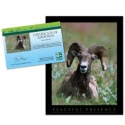Adopt a Bighorn Sheep
