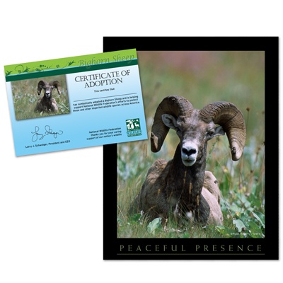 adopt a bighorn sheep    20