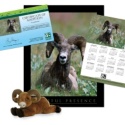 Adopt a Bighorn Sheep