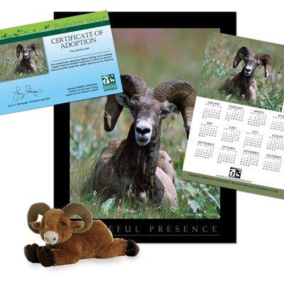 adopt a bighorn sheep    50