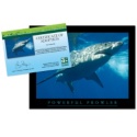 Adopt a Great White Shark