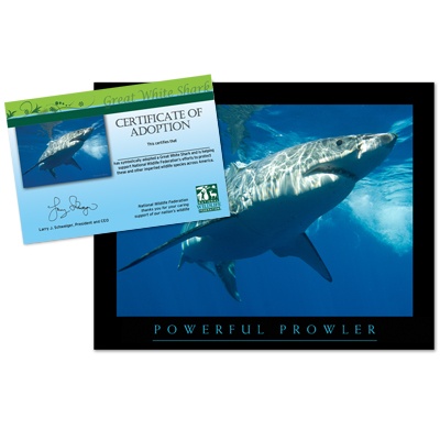 Adopt a Great White Shark - $20