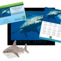 Adopt a Great White Shark