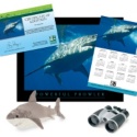 Adopt a Great White Shark