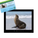 Adopt a Sea Lion - $20