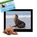 Adopt a Sea Lion - $30