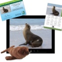 Adopt a Sea Lion - $50