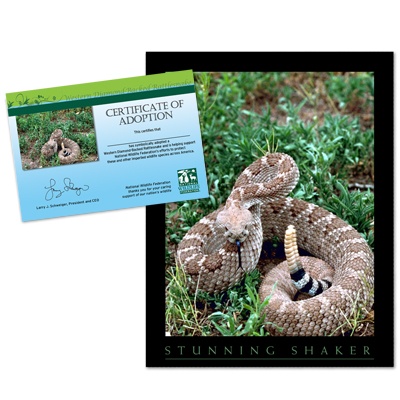 Adopt a Western Diamondback Rattlesnake - $20