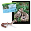 Adopt a Western Diamondback Rattlesnake