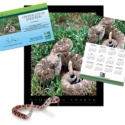 Adopt a Western Diamondback Rattlesnake