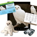 Adopt a Snowy Owl - $100
