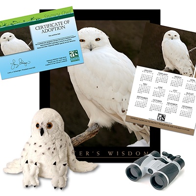 Adopt a Snowy Owl - $100