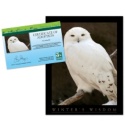 Adopt a Snowy Owl - $20