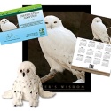 Adopt a Snowy Owl - $50